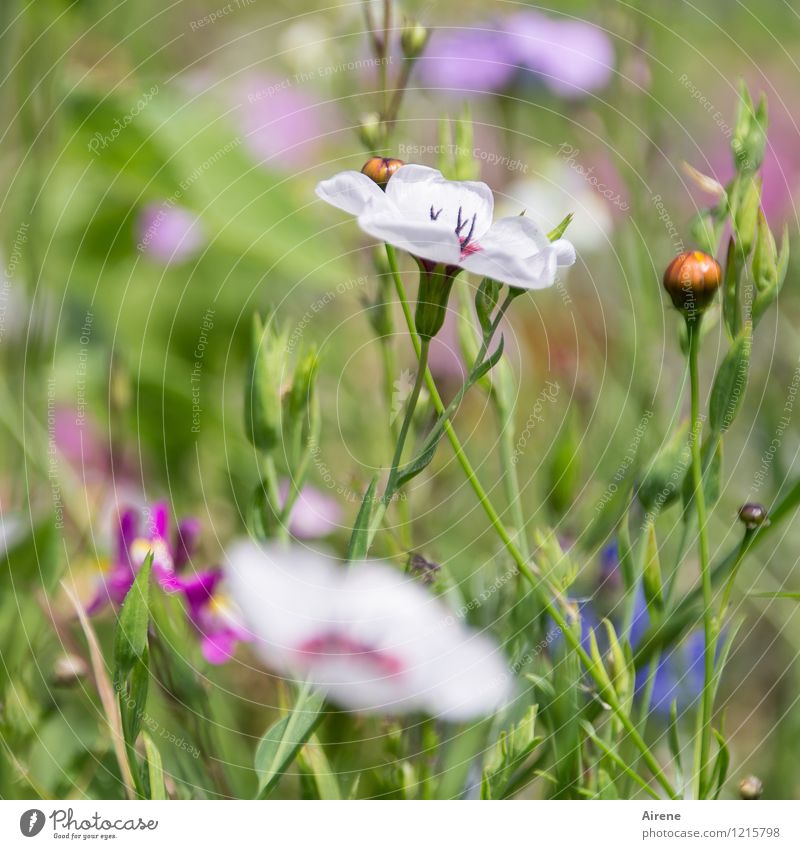 Floras Füllhorn V Pflanze Blume Wiesenblume Blumenwiese Blühend Wachstum Freundlichkeit hell grün rosa weiß Natur Farbfoto Außenaufnahme Nahaufnahme