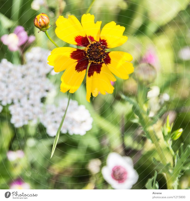 Floras Füllhorn IV Pflanze Blume Wiesenblume Blumenwiese Blühend Wachstum Freundlichkeit hell gelb grün rot weiß Natur Farbfoto Außenaufnahme Nahaufnahme