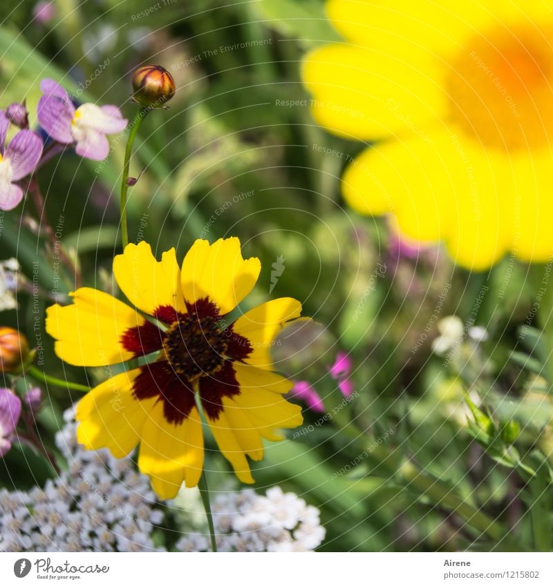 Floras Füllhorn III Pflanze Blume Wiesenblume Blumenwiese Blühend Wachstum Freundlichkeit hell gelb grün Natur Farbfoto Außenaufnahme Nahaufnahme Menschenleer