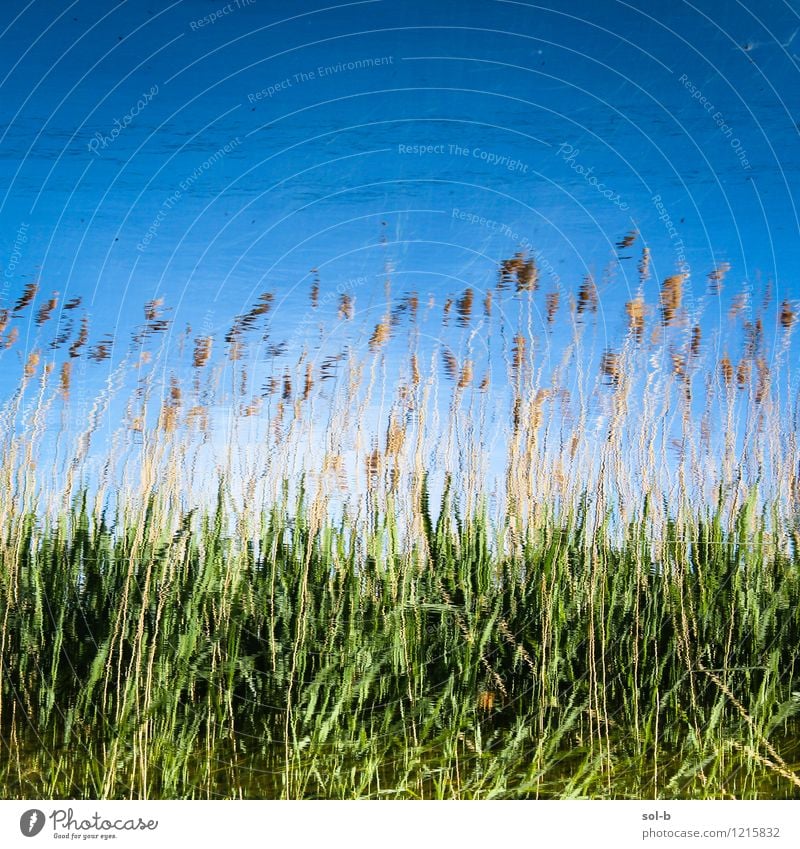 ndrwtrmdw Wellness harmonisch Erholung ruhig Ferien & Urlaub & Reisen Sommer Sommerurlaub Umwelt Natur Wasser Wolkenloser Himmel Schönes Wetter Gras Wiese Feld