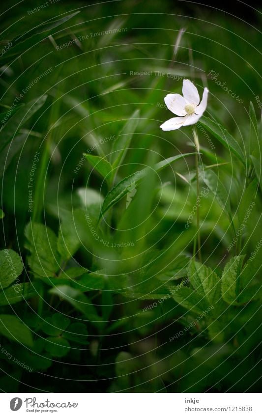 der kleine, weiße Riese Natur Pflanze Sommer Schönes Wetter Blume Gras Blatt Blüte Wiesenblume Blumenbeet Garten Park Blühend hell schön grün einzeln markant