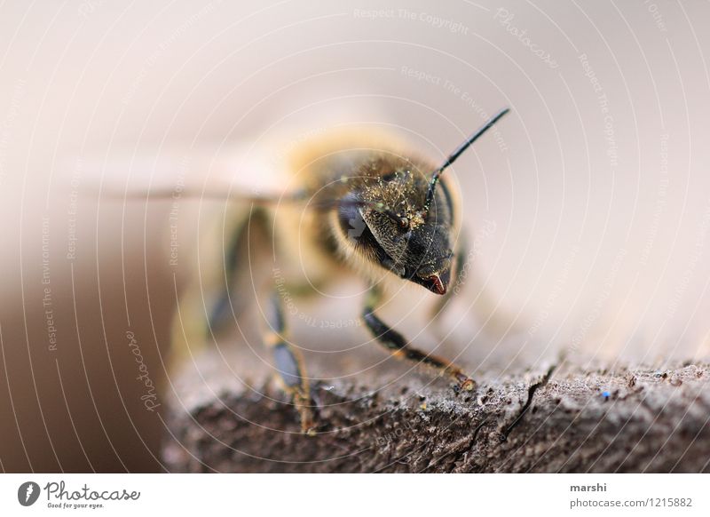 save the bees III Umwelt Natur Tier Biene Tiergesicht Flügel Fell 1 Stimmung Pollen Insekt Insektenschutz Tierschutz Fühler Garten Unschärfe Honigbiene Imkerei