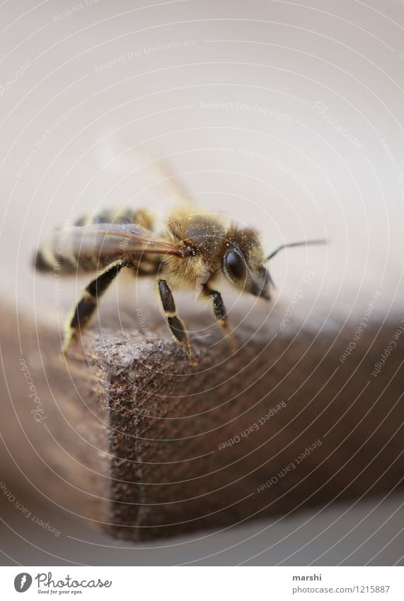 save the bees Umwelt Natur Pflanze Tier Biene 1 Stimmung Tierschutz Honigbiene Bienenstock Imkerei Farbfoto Außenaufnahme Nahaufnahme Detailaufnahme