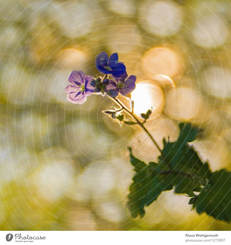 Nah dran Umwelt Natur Pflanze Frühling Sommer Schönes Wetter Blume Wildpflanze Gamander-Ehrenpreis Blühend leuchten blau gelb grün türkis weiß Farbfoto