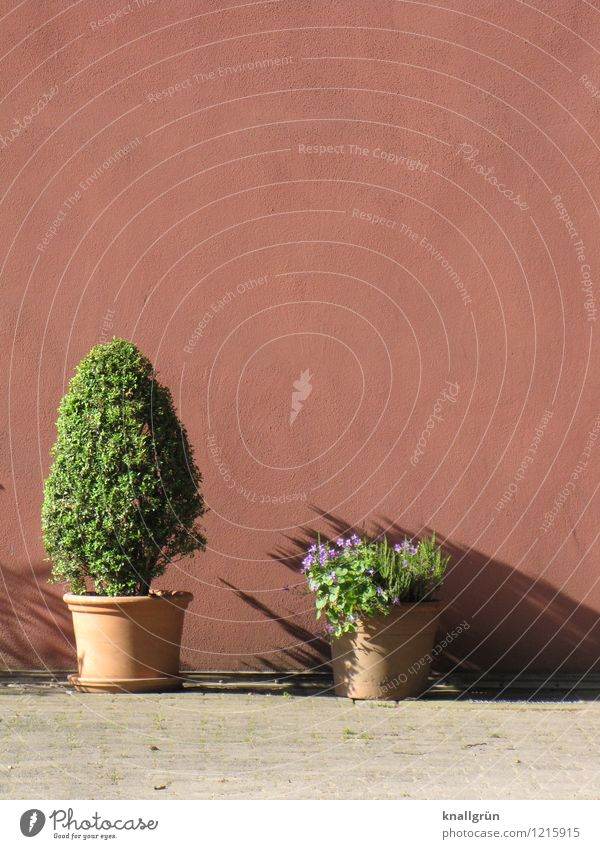 Schattig Pflanze Grünpflanze Topfpflanze Mauer Wand Fassade Blumentopf Terrakotta Blühend stehen Stadt braun grün Farbe Schatten mediterran Farbfoto