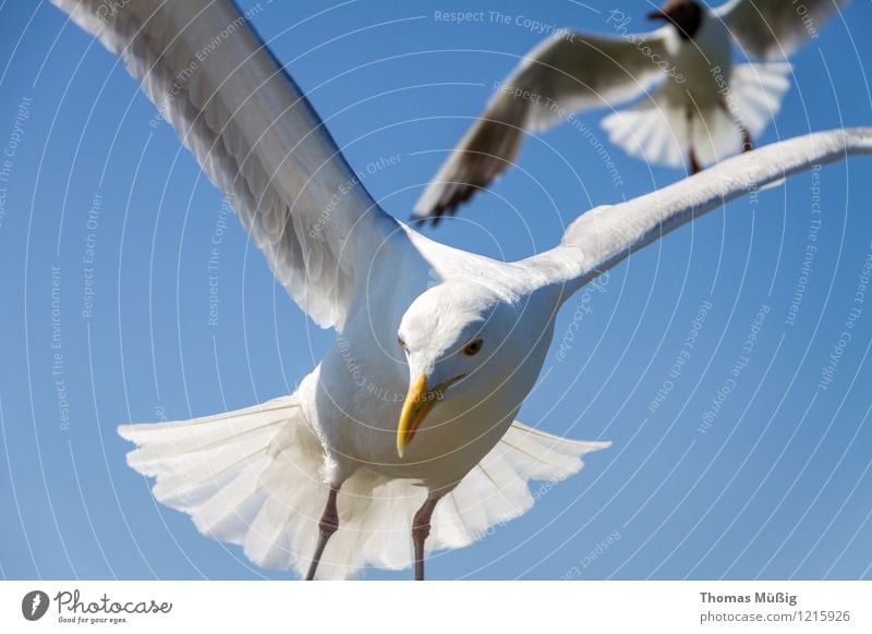 Möwen Ostsee fliegen Jagd blau grau weiß Tierliebe schön Leichtigkeit Mobilität Binz auf Rügen Dominikanermöve Feder Larus dominikanus Mantelmöve Möve