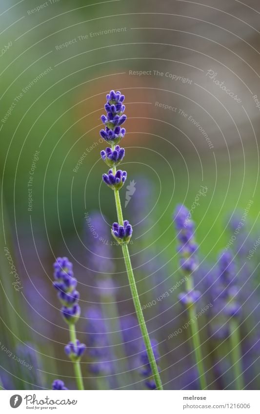 hoch hinaus elegant Stil Natur Pflanze Sommer Schönes Wetter Blüte Wildpflanze Lavendel Lavendelduft Garten Farbfleck atmen Blühend Duft Erholung genießen