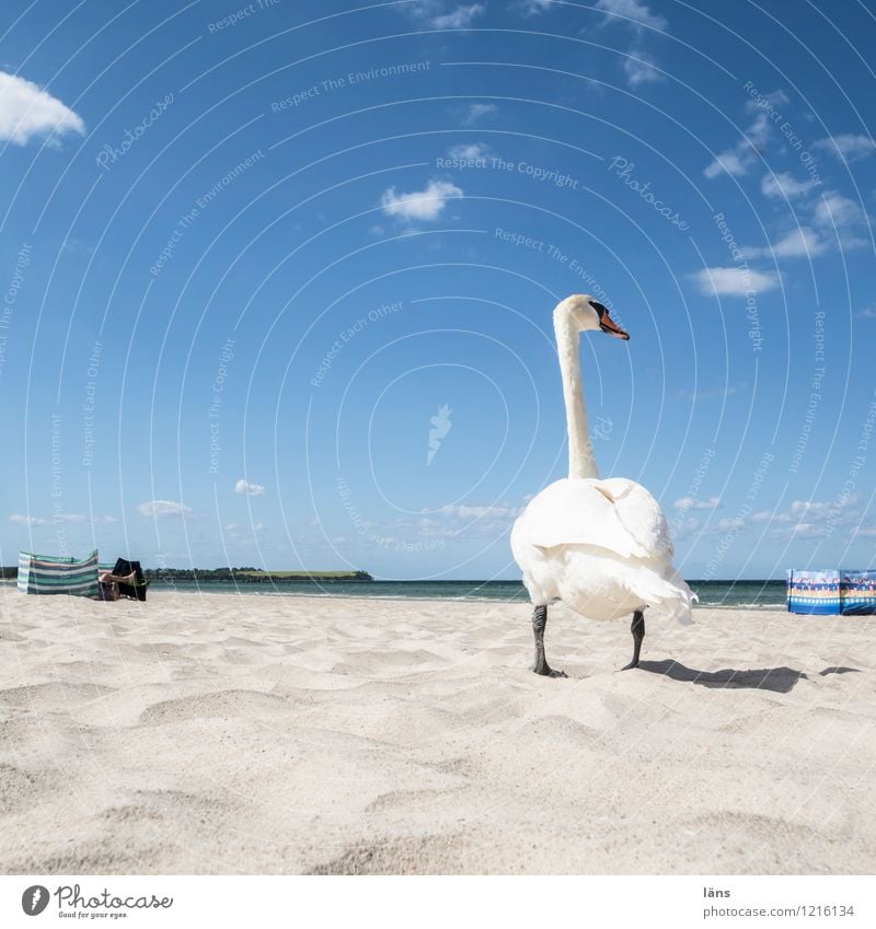 alles im Blick Ferien & Urlaub & Reisen Tourismus Ausflug Ferne Sommer Sommerurlaub Sonne Sonnenbad Strand Meer Sand Himmel Wolken Küste Tier Wildtier Schwan 1