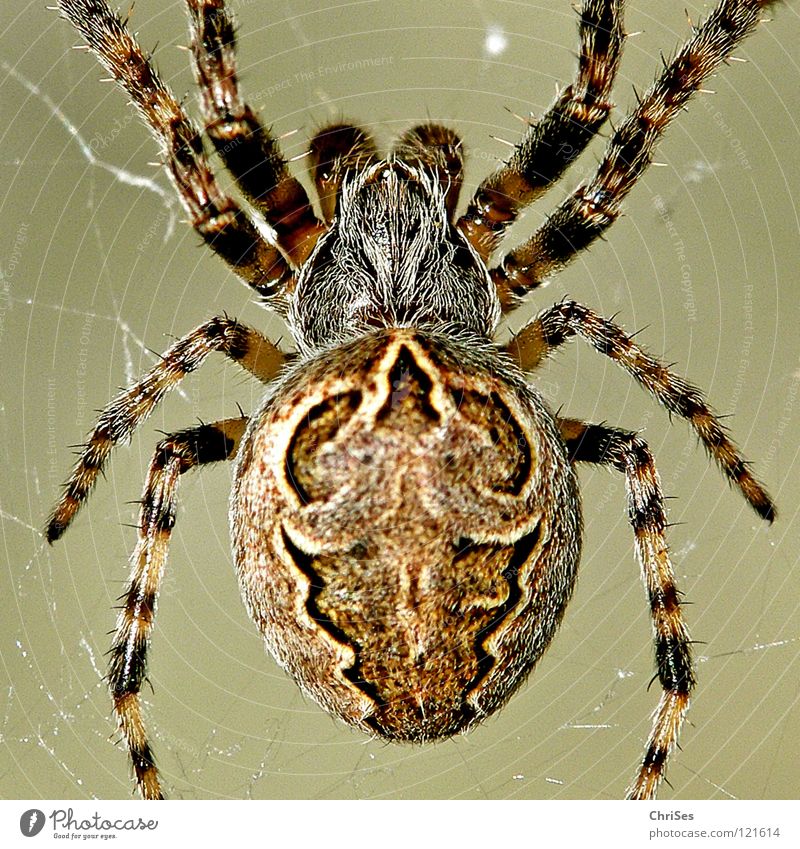 Gartenkreuzspinne (Araneus diadematus) Kreuzspinne Tier Spinne Radnetzspinne Insekt Lebewesen Ekel töten fangen kleben Chitin Nordwalde Makroaufnahme