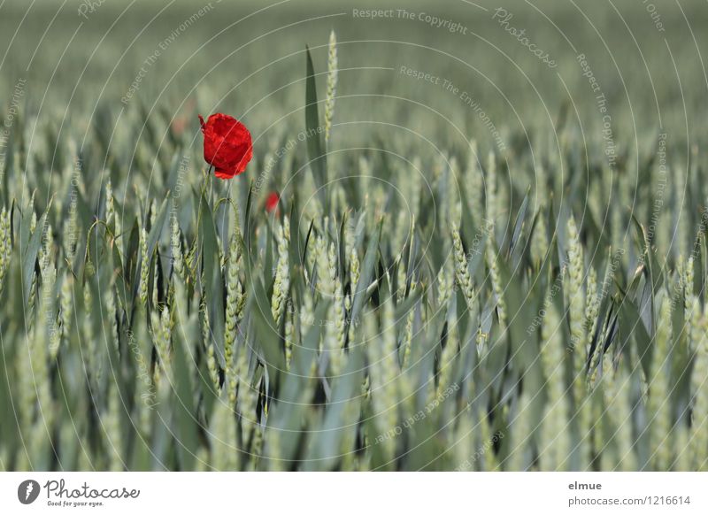 Fixierpunkt Umwelt Pflanze Schönes Wetter Blume Nutzpflanze Mohnblüte Weizenfeld Feld einzeln herausstechend außergewöhnlich Blühend leuchten Wachstum positiv