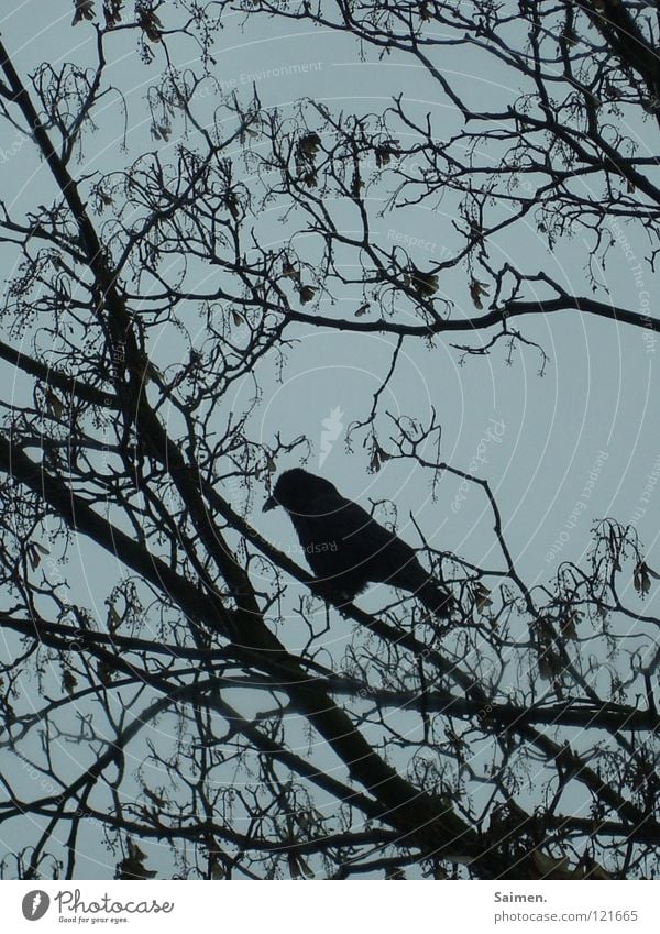 Der Herbst des Einsamen Krähe Baum Baumkrone schwarz Trauer Einsamkeit November Vogel grau Außenaufnahme Himmel Ast Krähenfüße Weltschmerz Traurigkeit