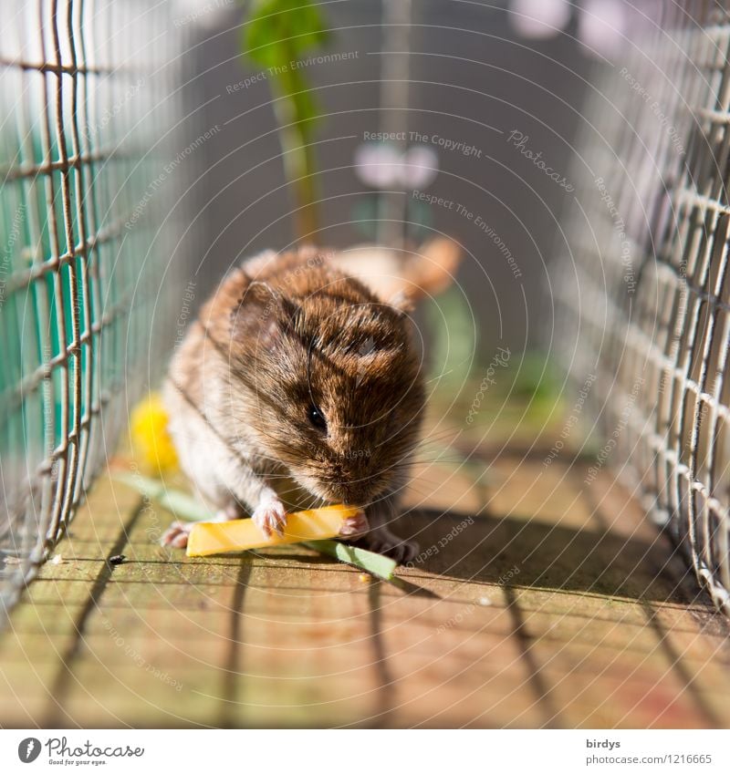 In der Falle Käse Wildtier Maus 1 Tier Mausefalle Gitter Gitternetz Fressen niedlich authentisch gefräßig Gelassenheit Missgeschick gefangen Farbfoto