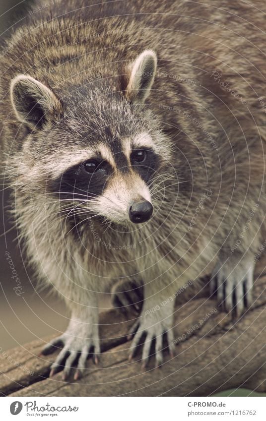 Waschbär Tier Wildtier Fell 1 Jagd Farbfoto Außenaufnahme