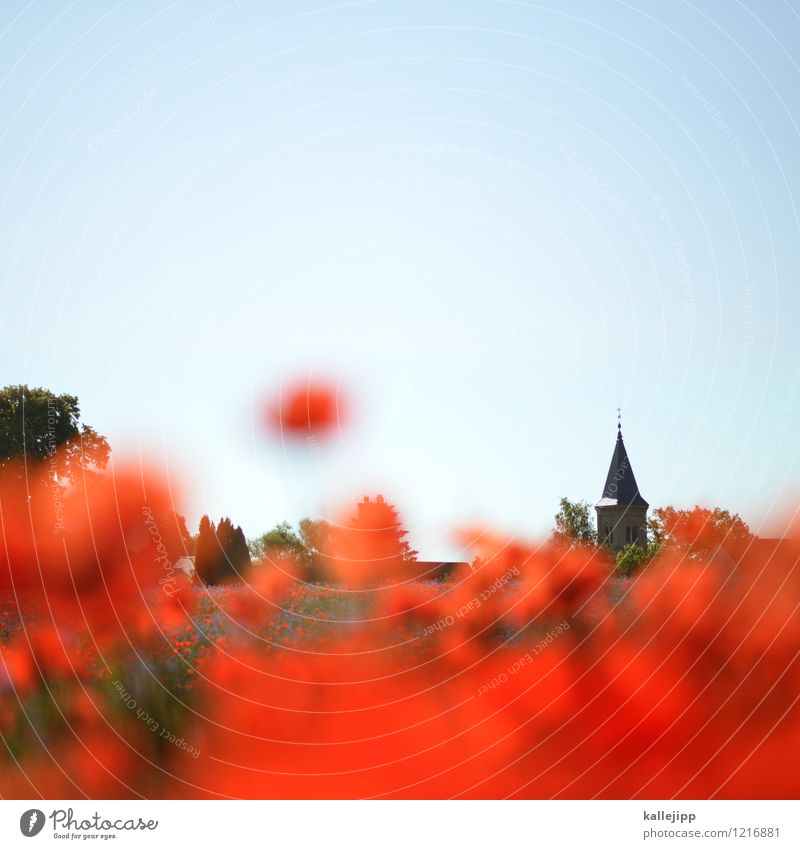 red planet Umwelt Natur Landschaft Pflanze Tier Sonne Sonnenlicht Sommer Klima Wetter Schönes Wetter Baum Blume Gras Blatt Blüte Wildpflanze Wiese Kirche