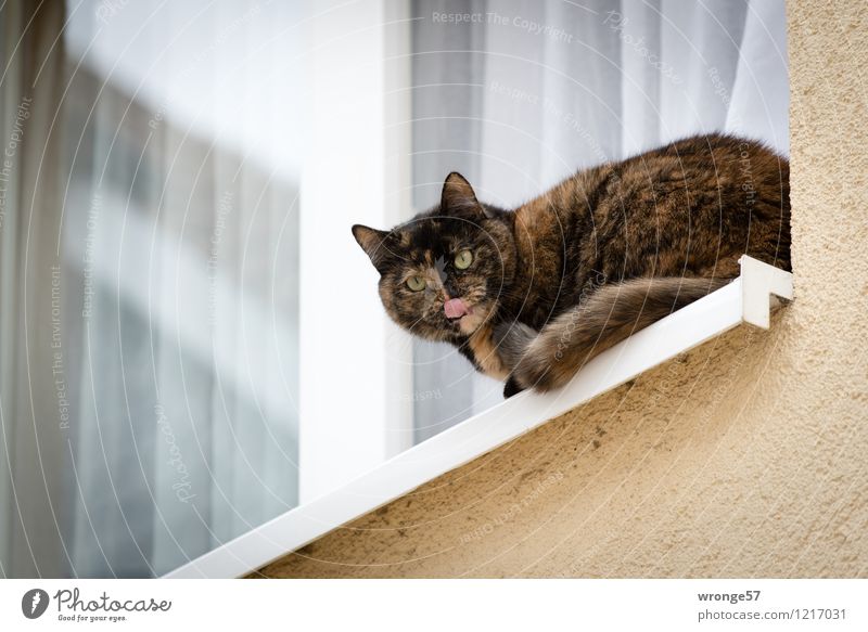 freche Katze Fenster Tier Haustier 1 braun mehrfarbig weiß Hauskatze Fensterbrett Fensterscheibe Zunge Katzenkopf Froschperspektive Aussicht Farbfoto