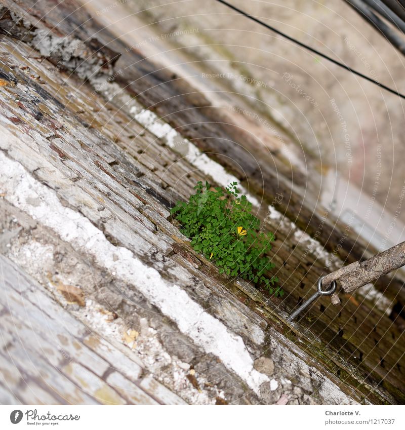 Mauerblümchen Natur Pflanze Sommer Blatt Blüte Wildpflanze Mauerpfeffer Ruine Bauwerk Gebäude Brauerei Wand Fassade Backstein Kabel Schraube Stein Sand Metall