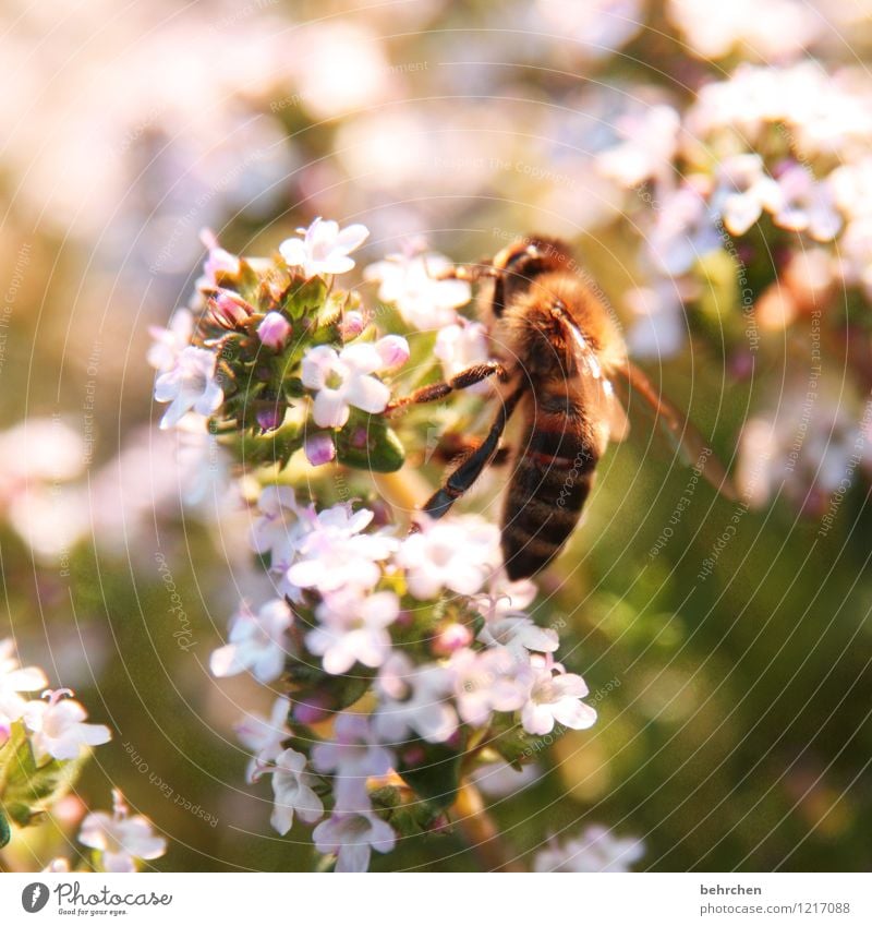 save the bees Pflanze Tier Frühling Sommer Schönes Wetter Blume Blatt Blüte Thymian Garten Biene Flügel Blühend fliegen Wachstum schön braun grün rosa Honig