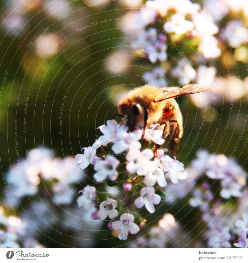 sammlerin Natur Pflanze Frühling Sommer Schönes Wetter Blume Blatt Blüte Nutzpflanze Thymian Garten Park Wiese Feld Tier Nutztier Biene Flügel Blühend fliegen