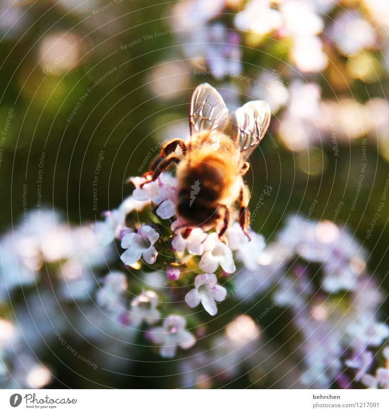 fleißig Frühling Sommer Herbst Schönes Wetter Pflanze Blume Blatt Blüte Nutzpflanze Thymian Garten Park Wiese Biene Flügel Blühend fliegen schön braun Nektar