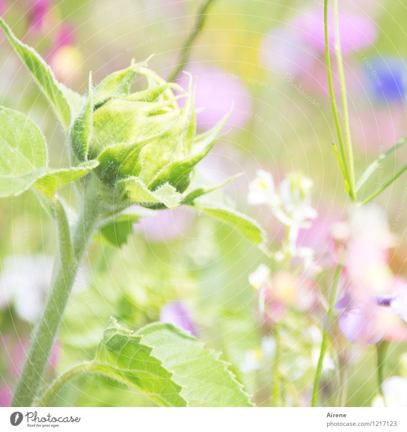 träum weiter... Pflanze Blume Blütenknospen Sonnenblume Wiesenblume Blumenwiese Blühend Wachstum Freundlichkeit hell grün rosa Beginn Natur hellgrün zartes Grün