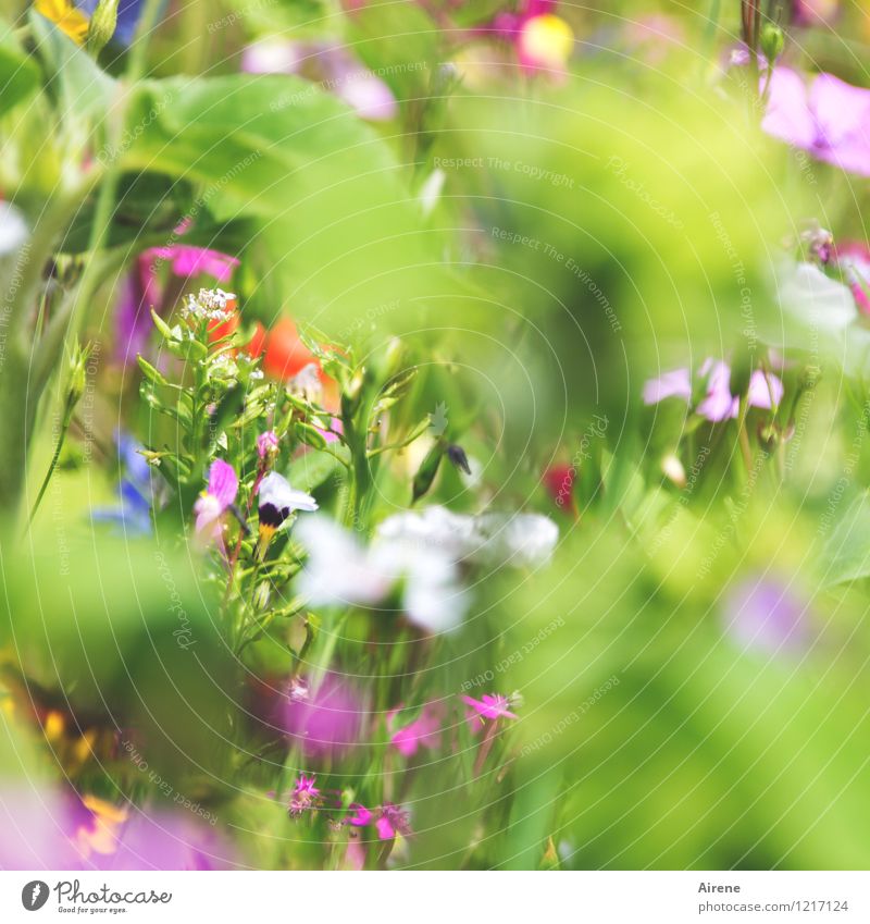 Gruß von Flora 3 Pflanze Blume Wiesenblume Blumenwiese Blühend Duft Wachstum Freundlichkeit hell mehrfarbig grün rosa weiß Natur hellgrün Farbfoto Außenaufnahme