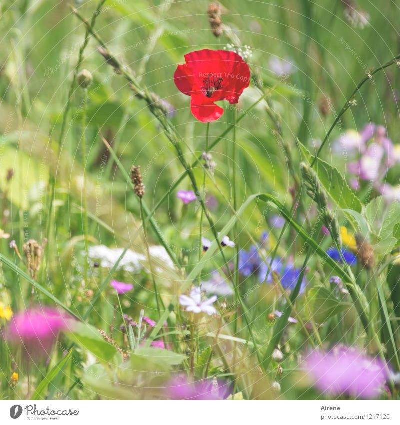 Hingucker Pflanze Blume Wiesenblume Mohnblüte Blumenwiese Blühend Wachstum Freundlichkeit hell mehrfarbig grün rosa rot Farbe Natur Farbfoto Außenaufnahme