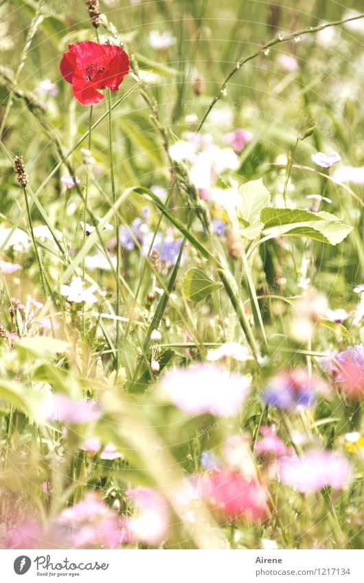 Boden- und Ackertag | Die Saat ist aufgegangen Pflanze Blume Wiesenblume Mohnblüte Blumenwiese Blühend Wachstum Freundlichkeit hell natürlich grün rot weiß