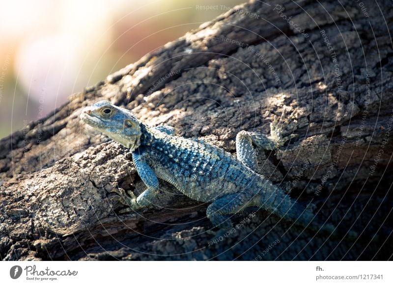 Little Rhaegal Tier Schuppen Zoo Gecko Echte Eidechsen 1 beobachten festhalten glänzend krabbeln elegant exotisch schön nah blau braun gold türkis Gelassenheit