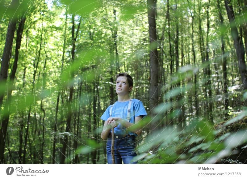 NachDenker maskulin Junge Kindheit 1 Mensch 8-13 Jahre Natur Sommer Schönes Wetter Baum Wald Jeanshose Stock beobachten entdecken hören Blick stehen Coolness