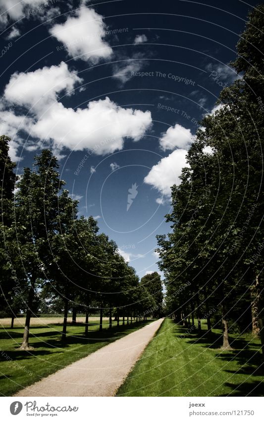 Parkordnung Baum Baumreihe Erholung Frühling gepflegt grün Hochformat penibel leer heimwärts Ordnung Fahrradweg Sauberkeit Sog Spaziergang Stein Wolken Rasen