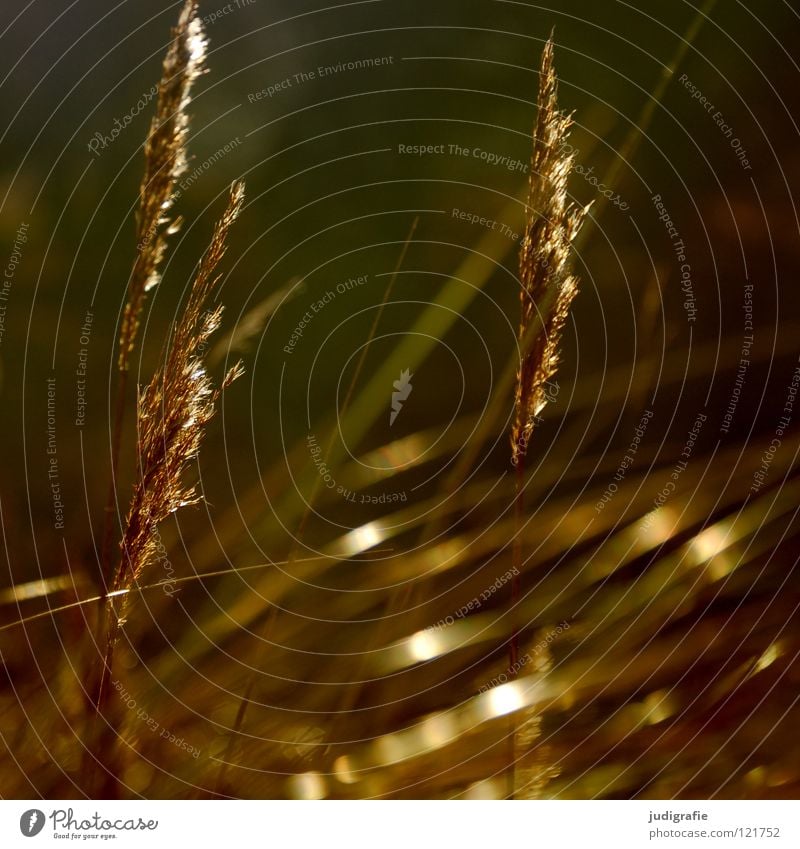 Gras Licht grün Stengel Halm Ähren glänzend schön weich Rauschen Wiese zart beweglich sensibel federartig Pflanze Farbe Pollen rispe rispen flimmer Weide sanft