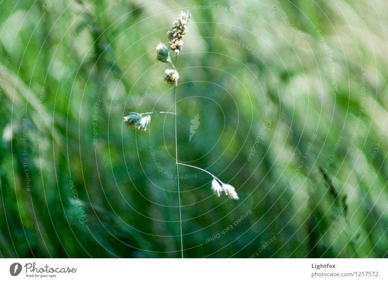 GrasNost Natur Pflanze Garten Park Wiese Feld Wald atmen wählen berühren Bewegung dehydrieren Wachstum Glück groß Unendlichkeit grün Stimmung Frühlingsgefühle