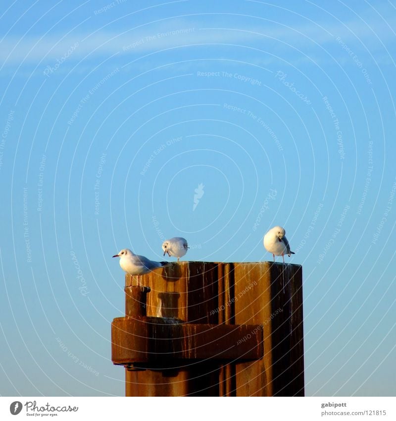 SonntagsPutz Möwe Vogel Schnabel hocken Reinigen Einsamkeit ungestört Poller Eisen Abendsonne Sehnsucht ruhig Fernweh schön Hafen sitzen hängen rum Erholung