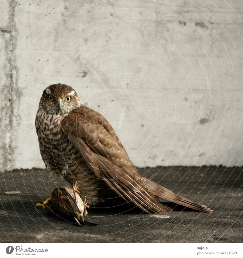 spatz als beute Jagd Erfolg Tier Wildtier Vogel Tiergesicht Flügel Krallen 2 fangen festhalten grau Appetit & Hunger Falken Turmfalke Spatz Beute Feder Auge