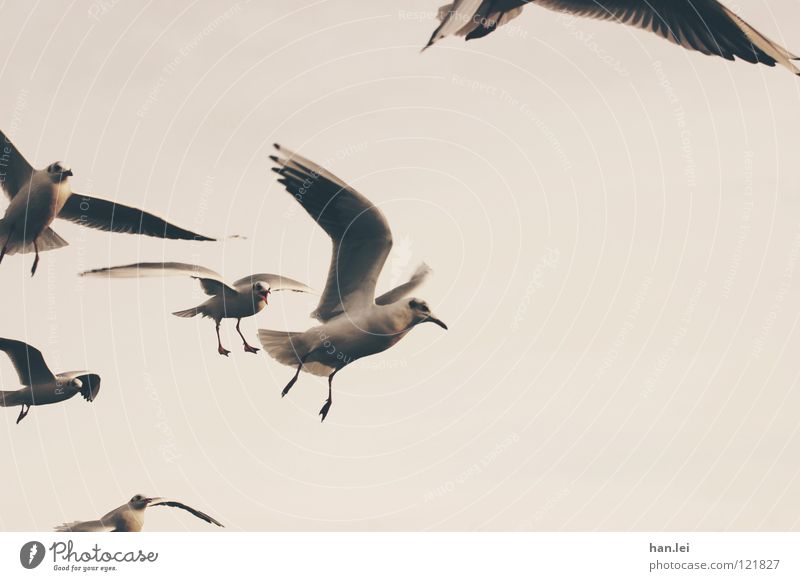 Möwen Segeln Luftverkehr Tier Vogel Flügel fliegen braun Feder Schnaben Seemöwe Freiheit Farbfoto Außenaufnahme Textfreiraum rechts Tag Tierporträt