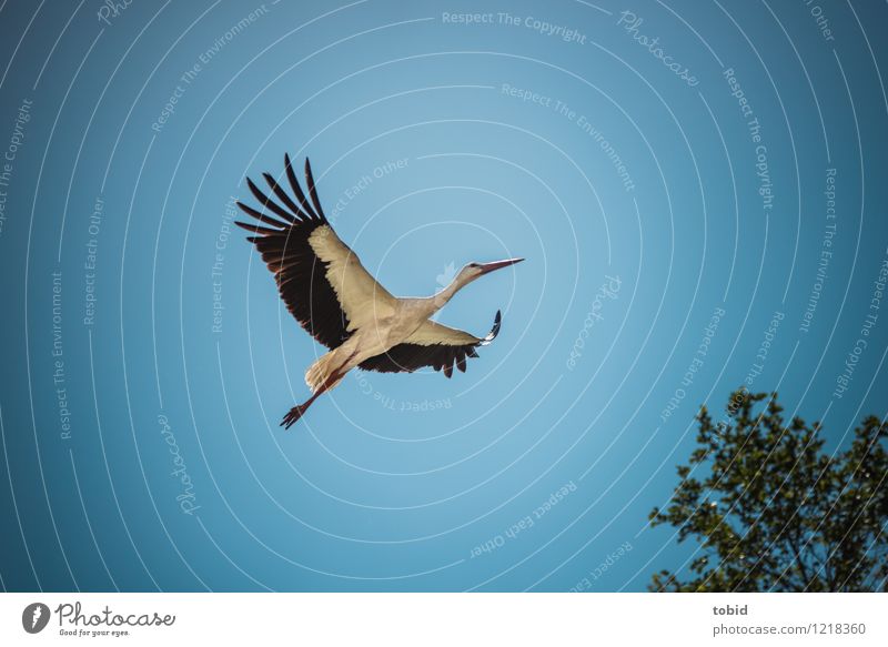 Spreedorado | Fly away Sommer Natur Pflanze Tier Himmel Wolkenloser Himmel Schönes Wetter Baum Wildtier Storch 1 Bewegung fliegen ästhetisch elegant frei