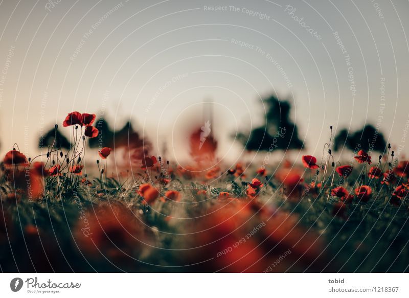 Spreedorado | Mohn Natur Landschaft Pflanze Himmel Horizont Sonne Sommer Schönes Wetter Baum Feld Blühend schön nah Wärme rot Idylle Ferne Mohnfeld Mohnblüte