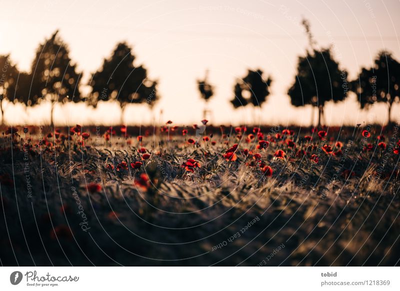 Spreedorado | Mohn Natur Landschaft Pflanze Wolkenloser Himmel Horizont Sommer Schönes Wetter Baum Gras Mohnfeld Getreide Getreidefeld Feld Blühend Wärme rot