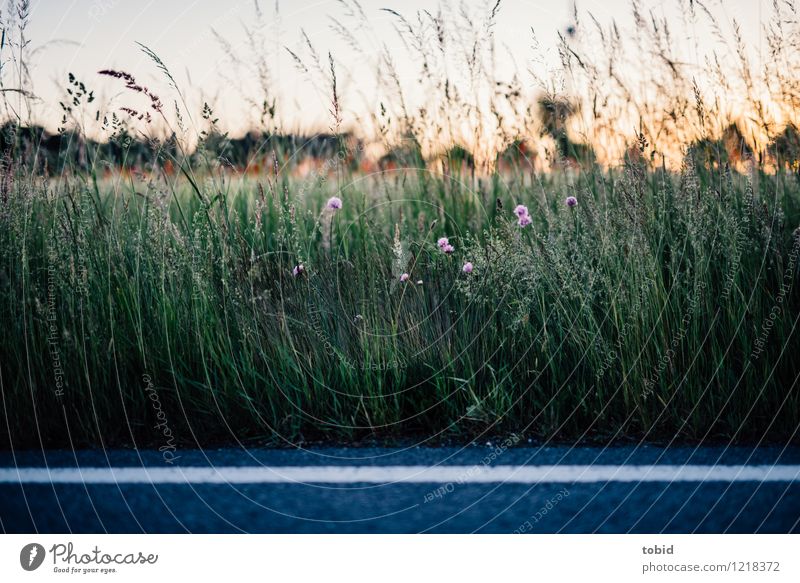 Spreedorado | Straßenrand Natur Landschaft Pflanze Himmel Wolkenloser Himmel Horizont Sommer Schönes Wetter Baum Blume Gras Wiese Feld Idylle Ferne Asphalt