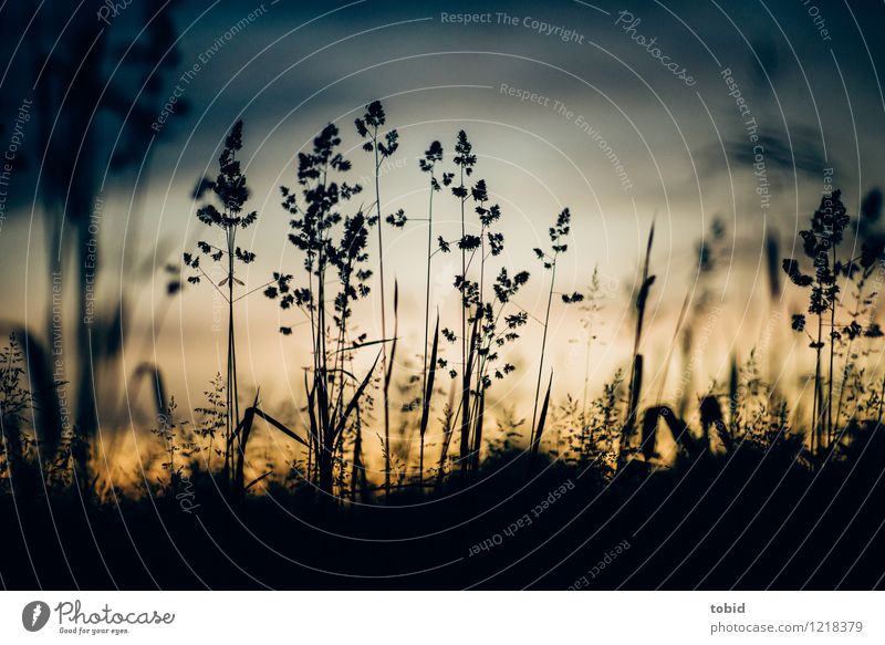 Sommerwiese Natur Landschaft Pflanze Himmel Wolkenloser Himmel Nachthimmel Horizont Schönes Wetter Gras Wiese schön nah Idylle Farbfoto Außenaufnahme