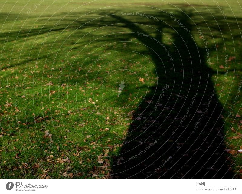 Suchbild unsichtbar Gras grün braun Pflanze Baum Wachstum Blatt Herbst Winter Licht Park Vergänglichkeit Silhouette verzweigt Schatten Versteck Rasen verrückt