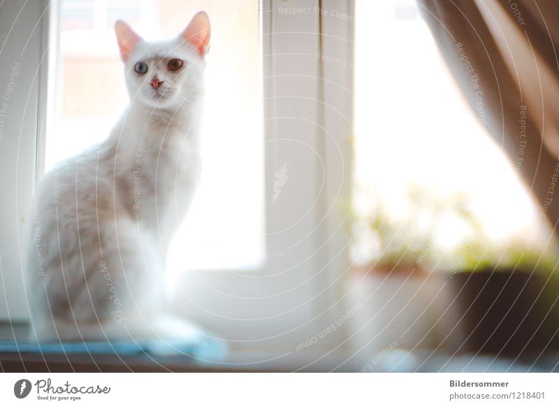 Eyes of Sky and Sand II Fenster Tier Haustier Katze 1 beobachten Blick sitzen ästhetisch schön weiß Reinlichkeit Sauberkeit albinismus Albino taub taubheit