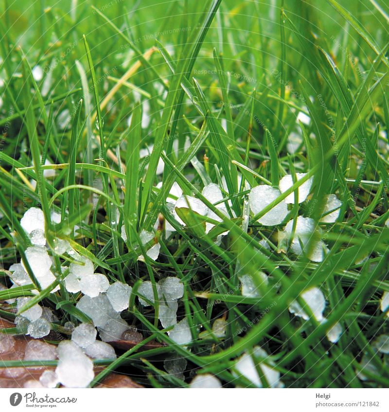 gehagelt hats.... Unwetter Eis frieren gefroren Gras Wiese Halm mehrere klein groß lang dünn grün hellgrün dunkelgrün weiß Pflanze Vergänglichkeit Gewitter Park