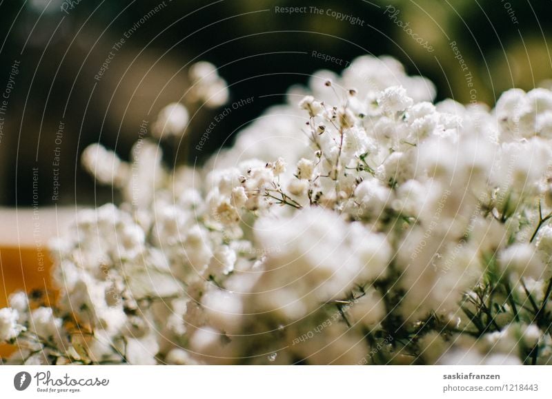 Baby's breath. Feste & Feiern Hochzeit Umwelt Natur Pflanze Frühling Sommer Blume Blüte Duft elegant frisch Kitsch natürlich schön weiß Leben Vergänglichkeit