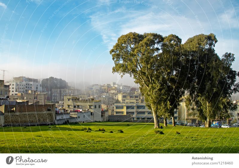 in Tanger Umwelt Natur Landschaft Pflanze Himmel Wolken Horizont Sommer Wetter Schönes Wetter Baum Gras Sträucher Park Wiese Marokko Afrika Hafenstadt Haus