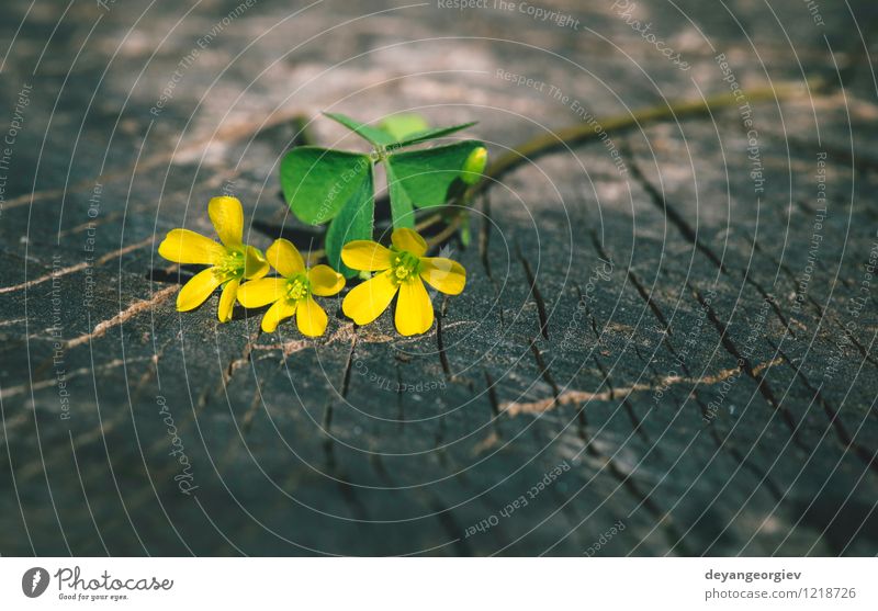 Kleine gelbe Blumen schön Sommer Tisch Natur Pflanze Baum Blatt Blüte alt natürlich wild weiß Holz Hintergrund Frühling hölzern Konsistenz Würze Vase M