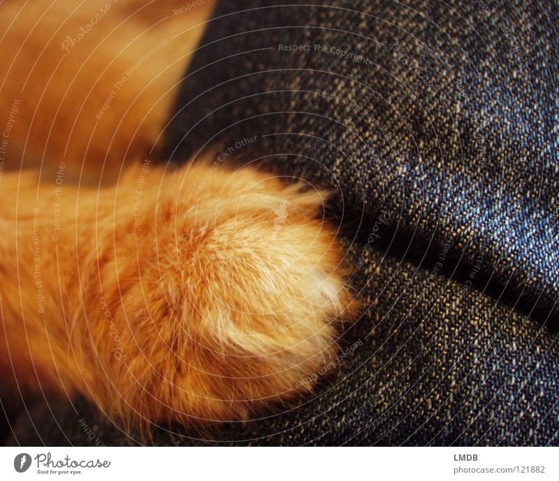 Gib Pfötchen! Katze Tier Fell rot Pfote Kuscheln kuschlig Tierfreund Tierliebe Haustier Besitz festhalten liegen Hand Jeanshose Jeansstoff Plüsch Schutz kratzen