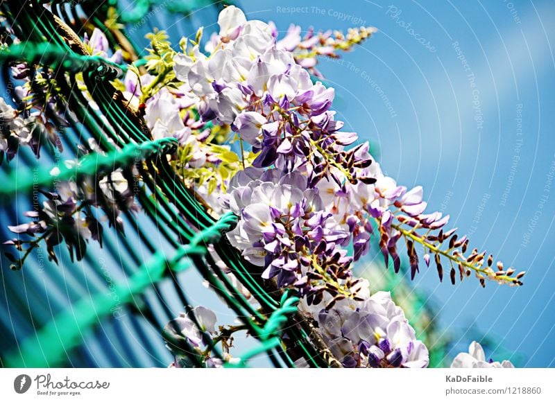 Blauregen - Kannst du den Duft sehen? Sommer Natur Pflanze Wolkenloser Himmel Sonnenlicht Frühling Sträucher Blüte Wildpflanze Glyzinie frisch hell blau violett