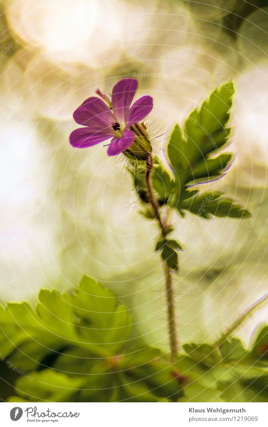 Stinkender Storchschnabel oder Ruprechtskraut, im Halbschatten des Waldes kann man sich ganz nahe heranpirschen. Hübsches Bokeh im Hintergrund Kunstwerk Umwelt