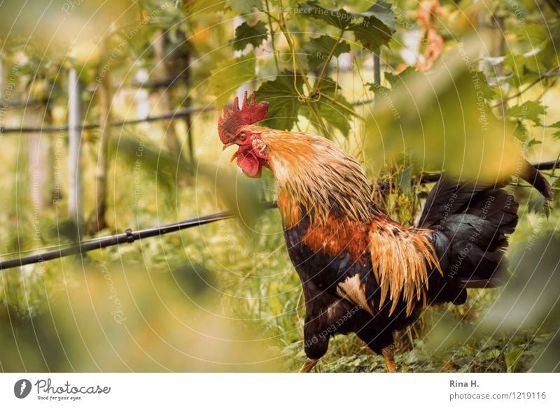 Kikeriki Tier Haustier Vogel Hahn 1 mehrfarbig Stolz Landleben Weinberg sprechen Farbfoto Außenaufnahme Menschenleer Textfreiraum unten Schwache Tiefenschärfe